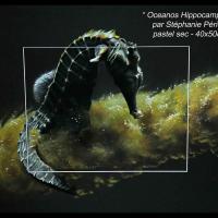 Oceanos Hippocampus I  -  40 x 50 cm - Disponible