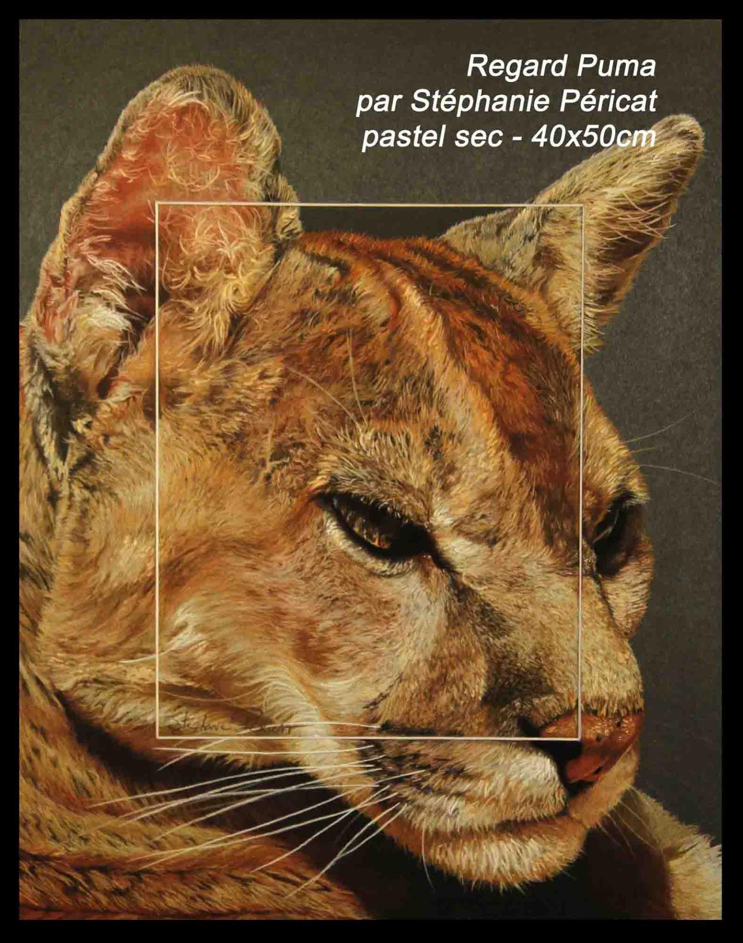 Regard Puma  -  40 x 50 cm  -  Disponible