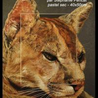 Regard Puma  -  40 x 50 cm  -  Disponible