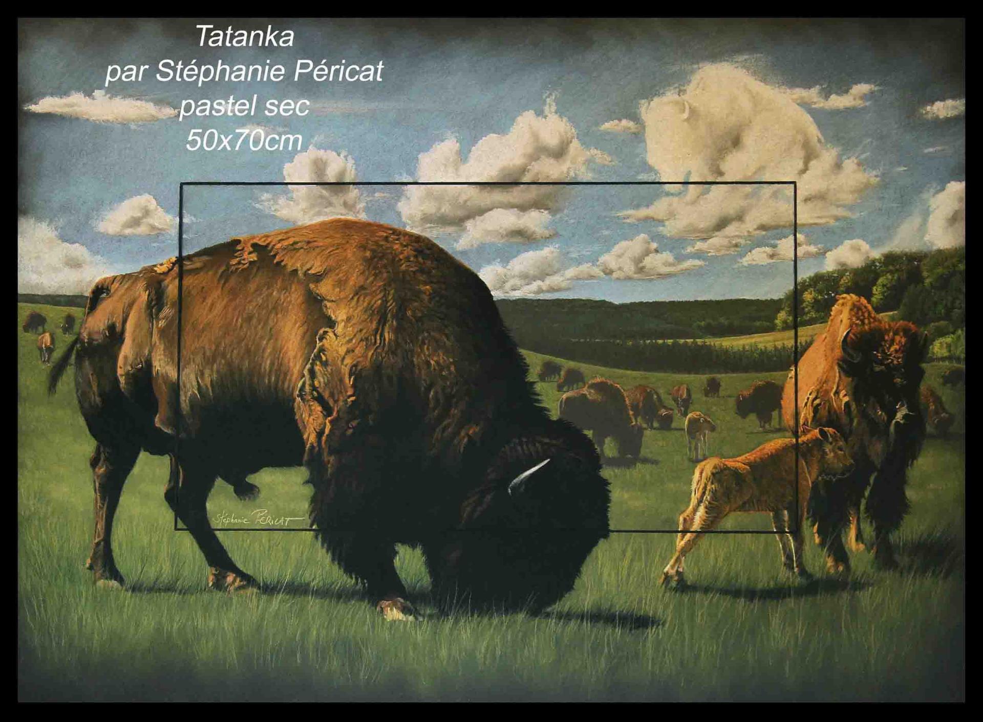 Tatanka (bison en sioux lakota)  -  50 x 70 cm  -  Disponible