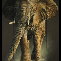 Eléphant d'Afrique  -  50 x 70 cm