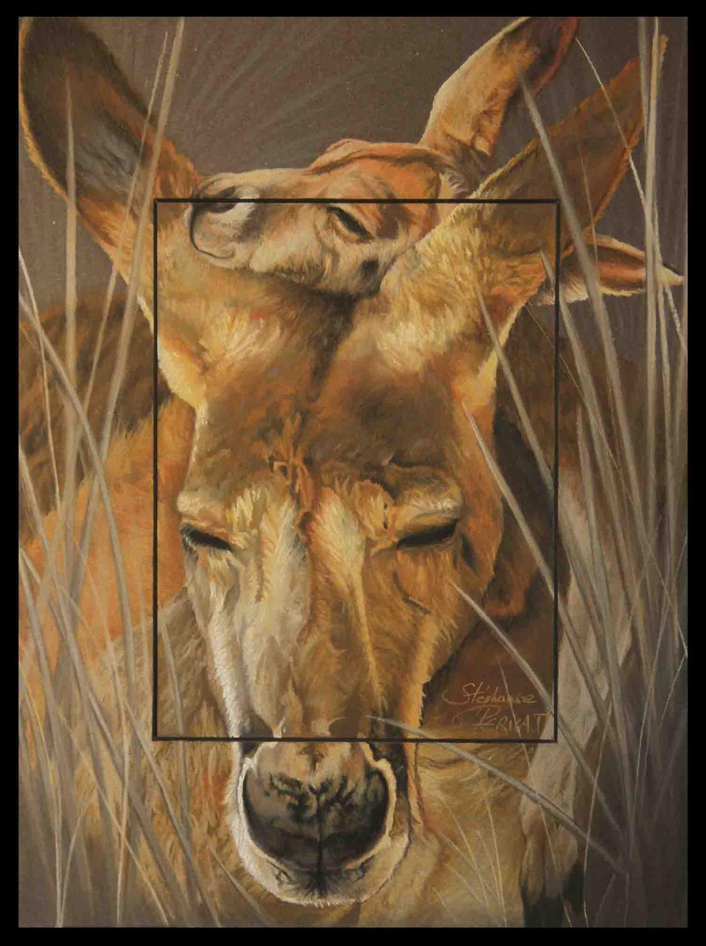 Macropus Rufus Somnum  -  30 x 40 cm