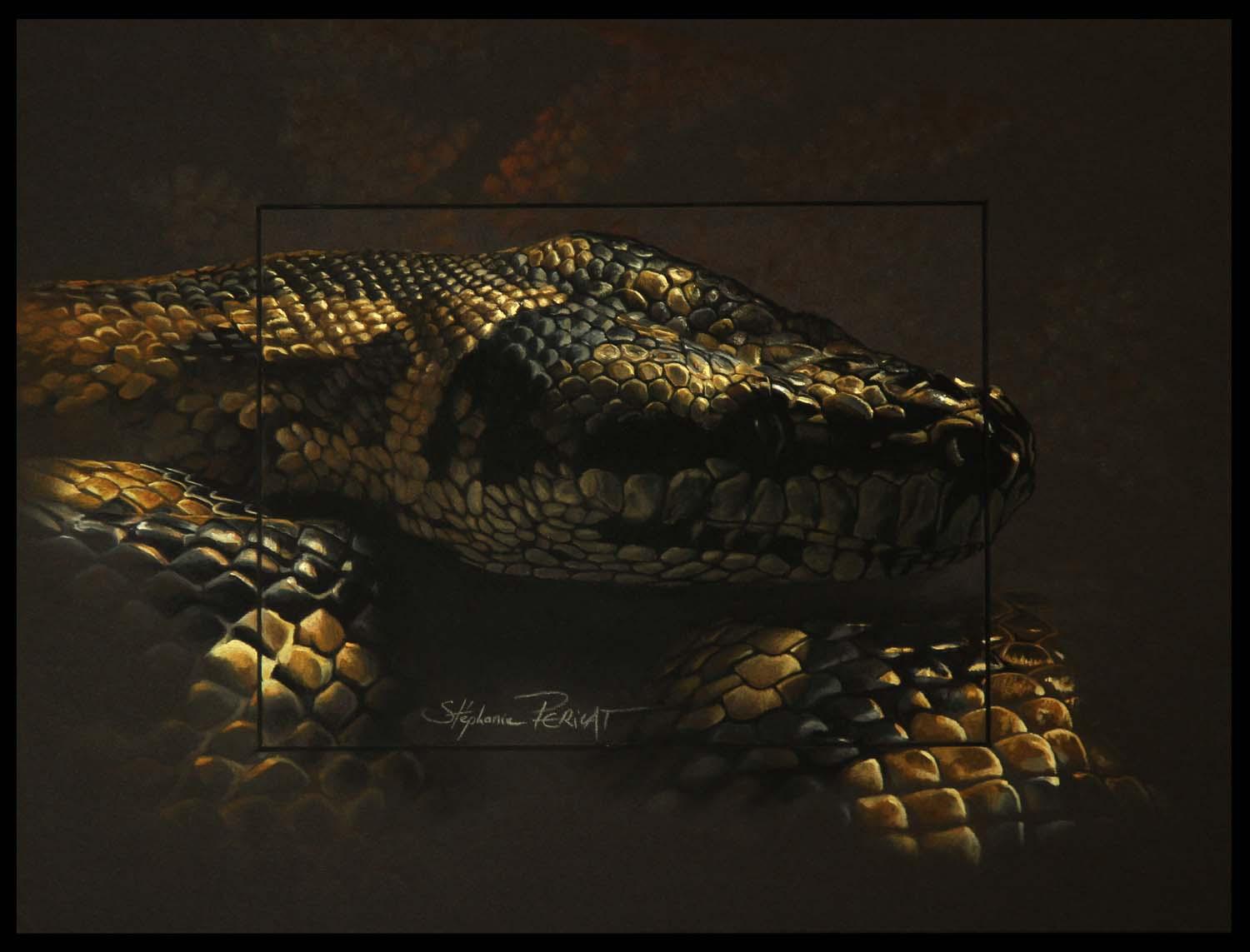 Morelia Spilota Macdowelli (carpet python, australia)  -  30 x 40 cm  -  Disponible