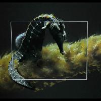 Oceanos Hippocampus I  -  40 x 50 cm - Disponible