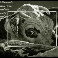 Regard de Normande  -  20 x 30 cm  -  Disponible