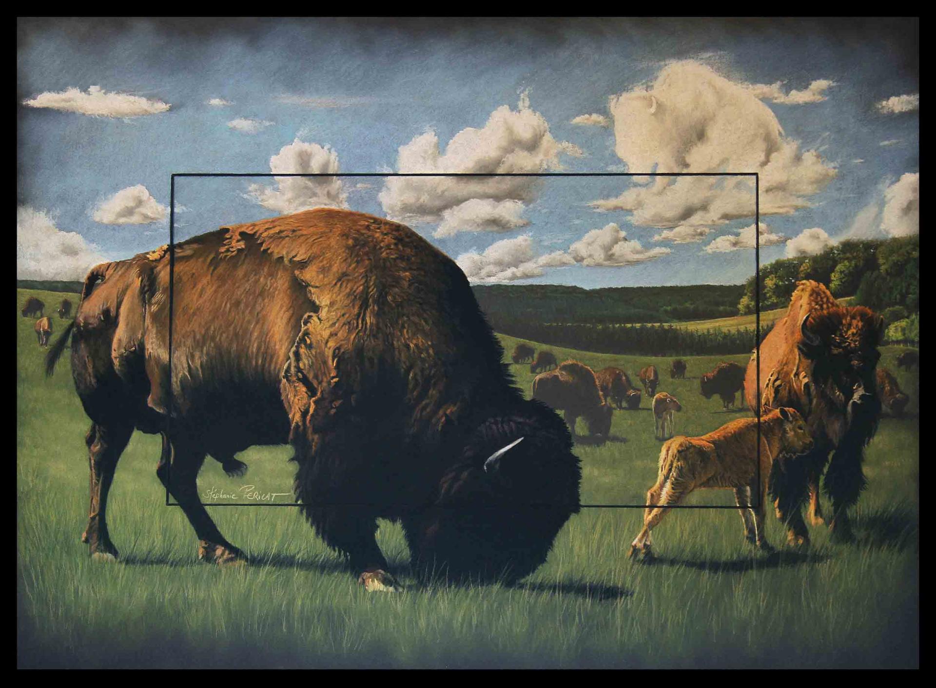 Tatanka (bison en sioux lakota)  -  50 x 70 cm  -  Disponible